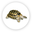 Reptiles y anfibios