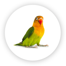 Pájaros