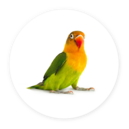 Pájaros