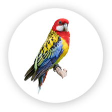 Perico de cola ancha