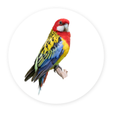 Perico de cola ancha