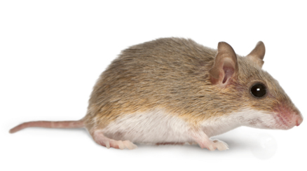 Lecho aislante Ratón