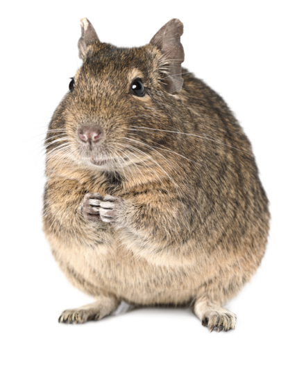 Lecho aislante Degú