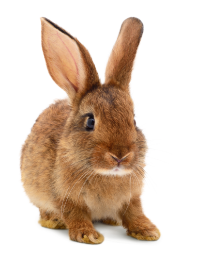 Lecho aislante Conejos