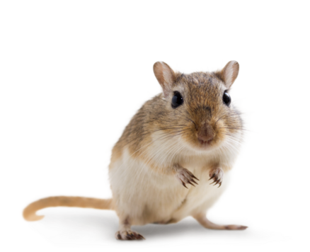 Lecho aislante Gerbilinos