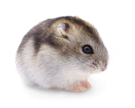 Lecho aislante Hámster enano