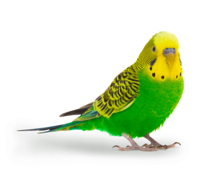 Lecho aislante Periquito común