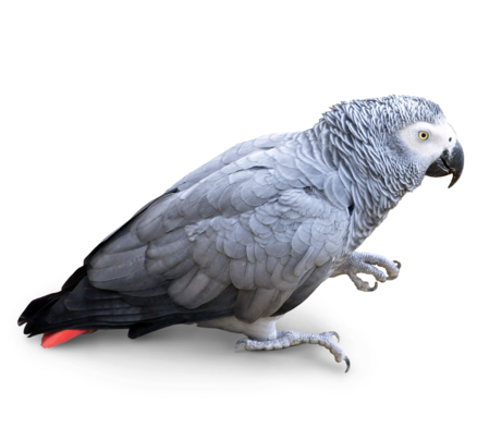 Lecho aislante Loro gris