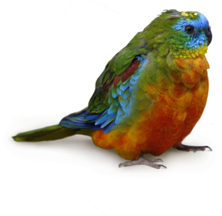 Lecho aislante Neophema