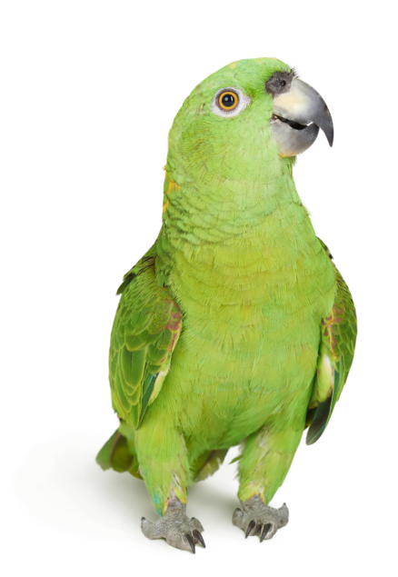 Lecho aislante Charao