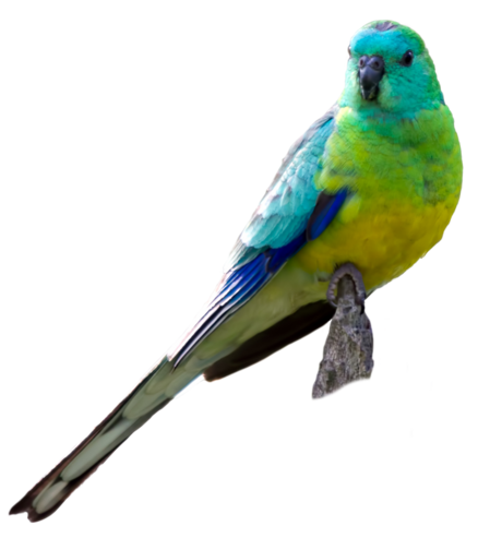 Lecho aislante Perico dorsirrojo