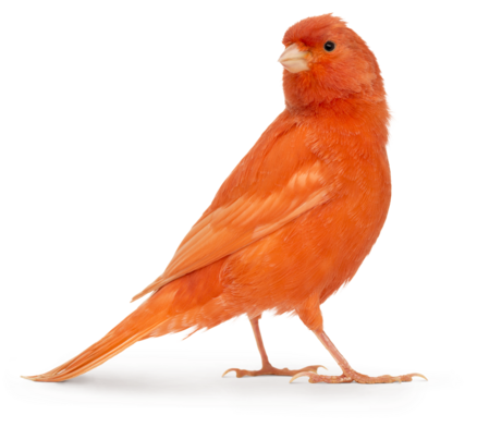 Lecho aislante Canario