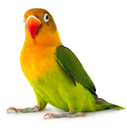 Lecho aislante Agapornis