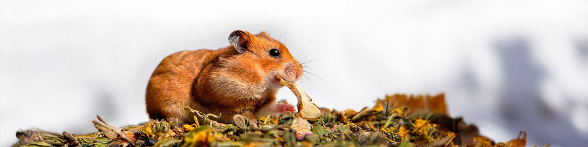 Goldhamster