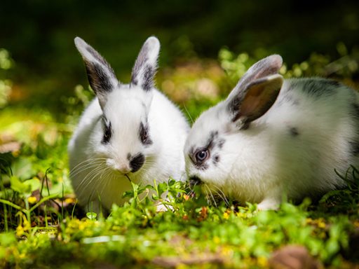 Pair of cute little baby rabbits eating grass on the meadow close up; Shutterstock ID 1967926135; purchase_order: Webseite; job: ; client: ; other: