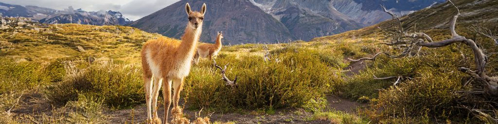 Beautiful mountain landscapes in Torres Del Paine National Park, Chile. World famous hiking region.; Shutterstock ID 1384439660; purchase_order: Webseite; job: ; client: ; other: