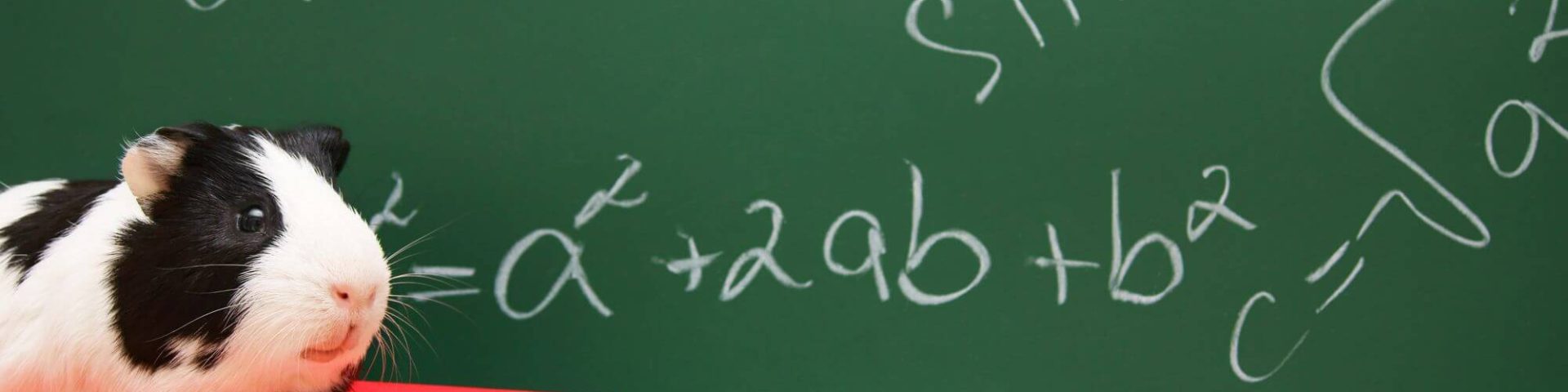 Meerschweinchen in der Schule