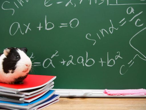 Meerschweinchen in der Schule