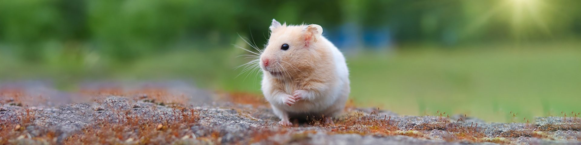 Zwerghamster
